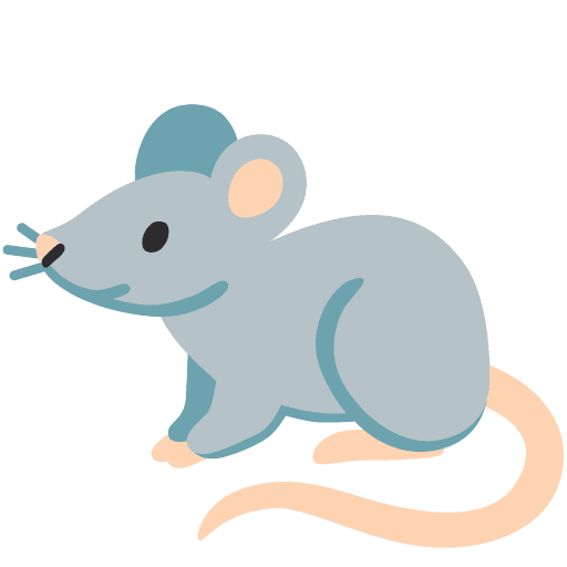 Tikus